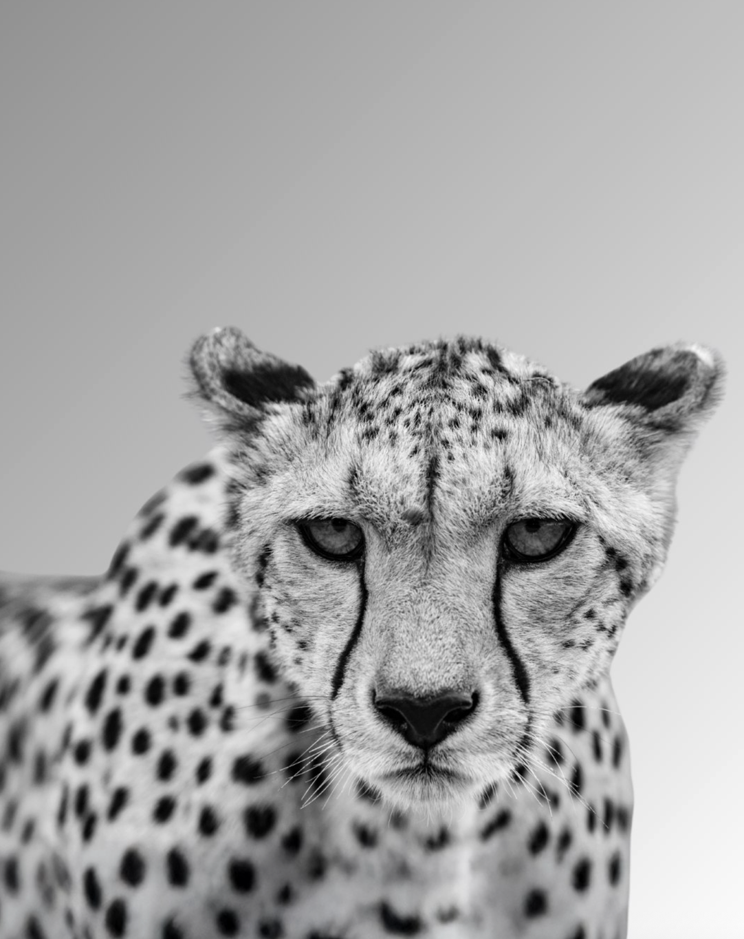 Wildlife at close range