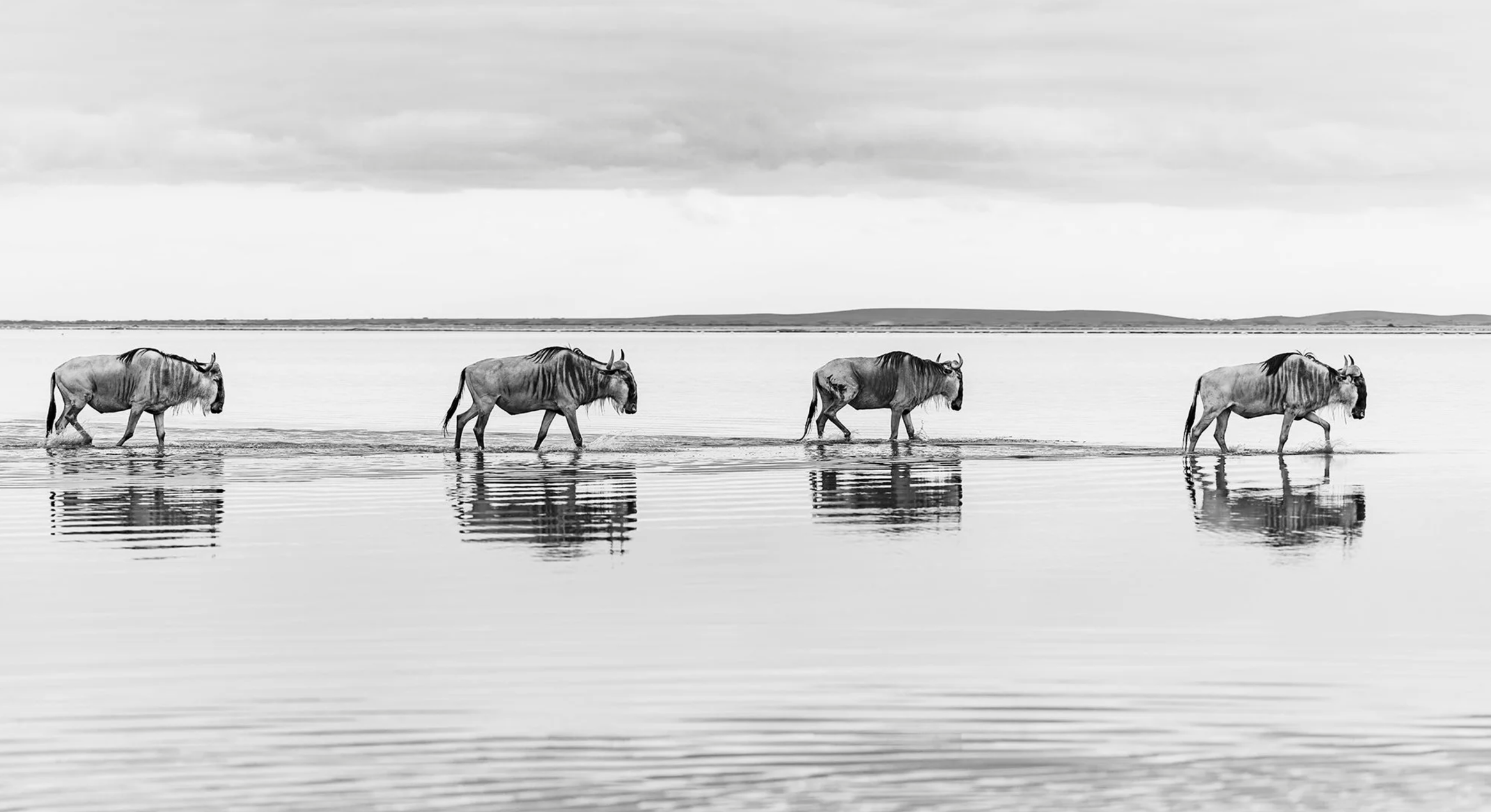 Wildlife at dawn