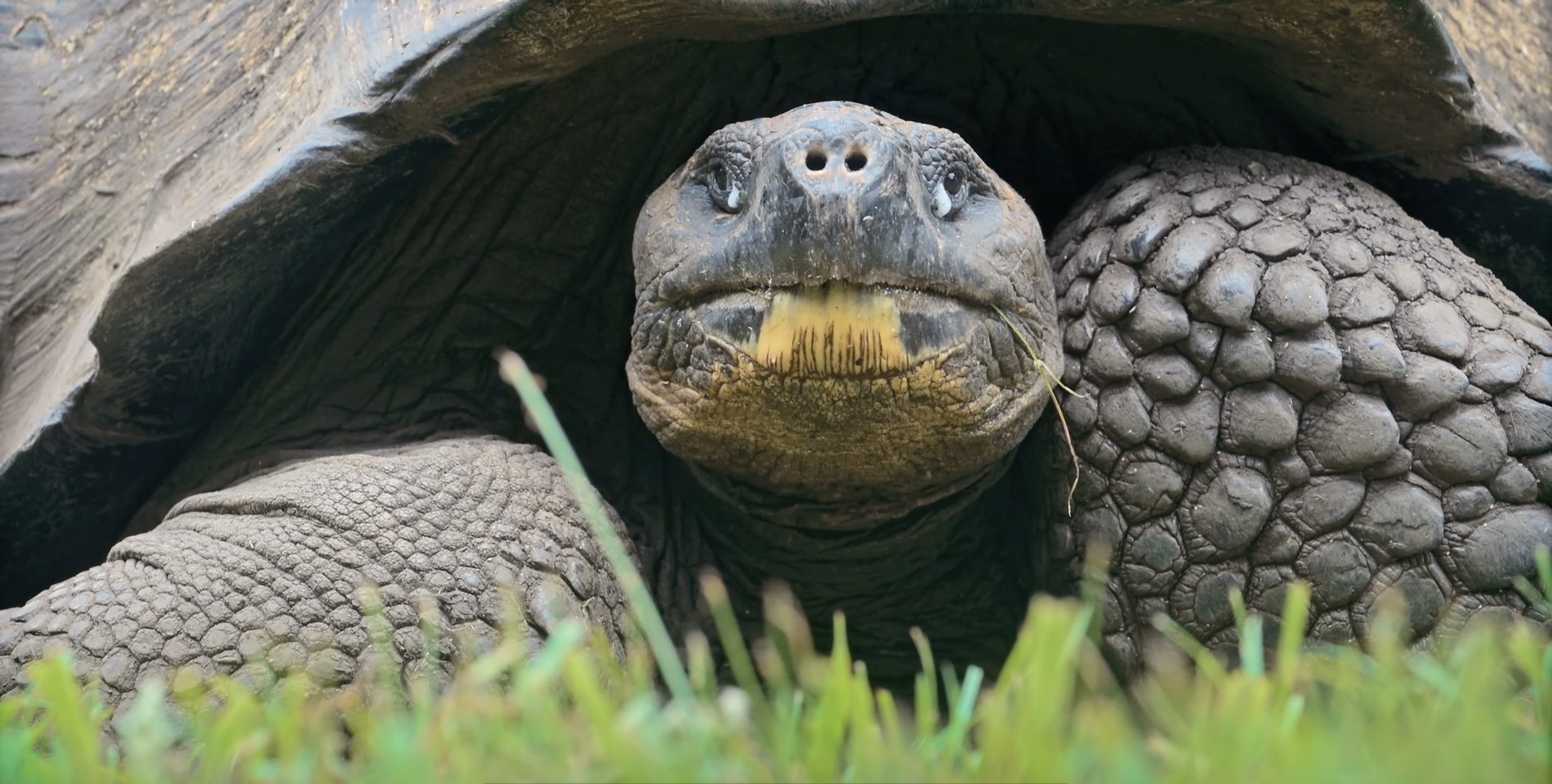 Galápagos