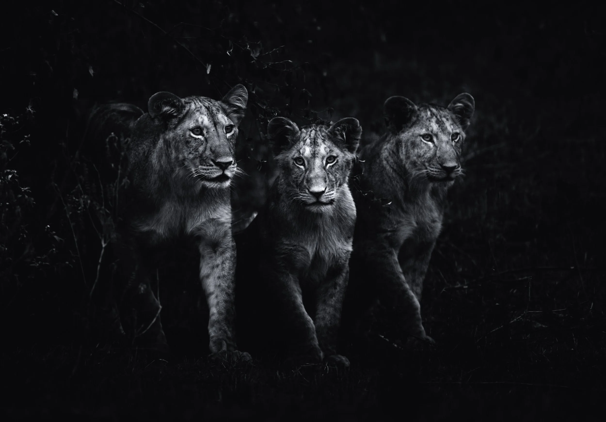 Mital Patel Photography